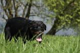 BEAUCERON - PUPPIES 187